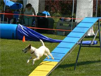 Mt Bachelor Kennel Club Dog Show Mt Bachelor Kennel Club Dog Show