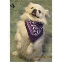 Bark for Life of Mt. Carmel