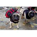 5th Annual Pups in the Park