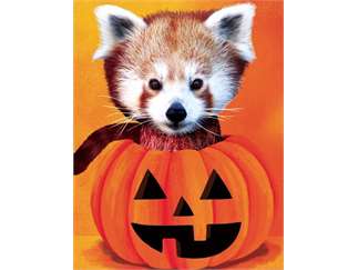 Boise zoo coupons