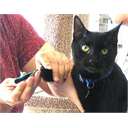 Free Cat Claw Clipping Clinic