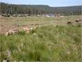 .81 Acres &nbsp; Duck Creek, Kane County, Utah  $99,500
