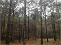 39.86 Acres &nbsp; Summit, Pike County, Mississippi  $139,500