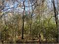40.78 Acres &nbsp; Liberty, Amite County, Mississippi  $119,500