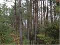 37.5 Acres &nbsp; Foxworth, Marion County, Mississippi  $86,250