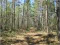 135 Acres &nbsp; Magnolia, Pike County, Mississippi  $398,000