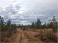 12 Acres &nbsp; Poplarville, Pearl River County, Mississippi  $35,400