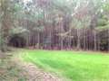 46 Acres &nbsp; FOXWORTH, Marion County, Mississippi  $105,800