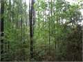 13.38 Acres &nbsp; Osyka, Pike County, Mississippi  $59,500