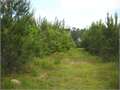 40 Acres &nbsp; Columbia, Marion County, Mississippi  $118,000