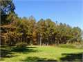 79.19 Acres &nbsp; Tylertown, Walthall County, Mississippi  $329,500