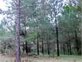 Land in Tylertown, Walthall County, Mississippi,   $30,960