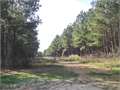 210 Acres &nbsp; Tylertown, Walthall County, Mississippi  $840,000