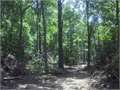 4.54 Acres &nbsp; Summit, Pike County, Mississippi  $23,608