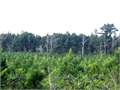40 Acres &nbsp; Tylertown, Walthall County, Mississippi  $100,000
