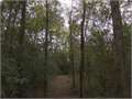 70.33 Acres &nbsp; Mendenhall, Simpson County, Mississippi  $137,143