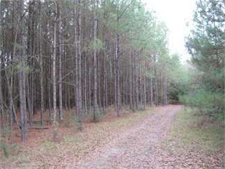 Jayess, Pike County, Mississippi Land For Sale - 140 Acres