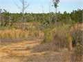 12 Acres &nbsp; Prentiss, Jefferson Davis County, Mississippi  $27,600