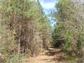 41 Acres &nbsp; Summit, Pike County, Mississippi  $112,750