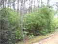 4.6 Acres &nbsp; Tylertown, Walthall County, Mississippi  $15,000