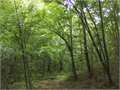 32.08 Acres &nbsp; Port Gibson, Claiborne County, Mississippi  $112,120