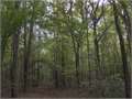 68 Acres &nbsp; Roxie, Franklin County, Mississippi  $197,500
