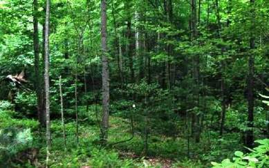 Ellijay, Gilmer County, Georgia Land For Sale - 6.99 Acres