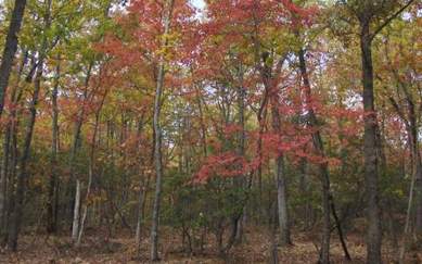 Ellijay, Gilmer County, Georgia Land For Sale - 55.52 Acres