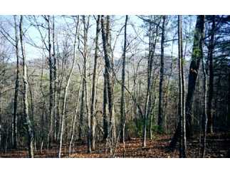Mineral Bluff, Fannin County, Georgia Land For Sale - 9.27 Acres