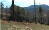 1.79 Acres &nbsp; Hayesville, Clay County, North Carolina  $45,500