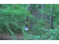 3.07 Acres &nbsp; Mineral Bluff, Fannin County, Georgia  $119,000