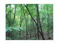 3 Acres &nbsp; Jasper, Pickens County, Georgia  $79,000