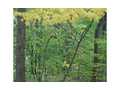 3 Acres &nbsp; Jasper, Pickens County, Georgia  $69,000