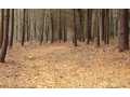 3 Acres &nbsp; Jasper, Pickens County, Georgia  $90,000