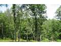 9999 Acres &nbsp; MURPHY, Cherokee County, North Carolina  $48,500