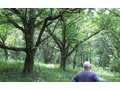 48.26 Acres &nbsp; Blairsville GA, Union County, Georgia  $772,160