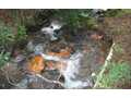 2.85 Acres &nbsp; Epworth, GA, Fannin County, Georgia  $128,500