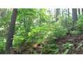 1.01 Acres &nbsp; Cherry Log, Gilmer County, Georgia  $55,000