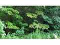 2.76 Acres &nbsp; Turtletown, Polk County, Georgia  $15,000