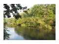 25.29 Acres &nbsp; Blue Ridge, GA, Fannin County, Georgia  $1,050,000