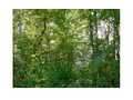 .95 Acres &nbsp; Nantahala, Macon County, North Carolina  $29,900