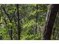 30 Acres &nbsp; Ellijay, Gilmer County, Georgia  $357,000