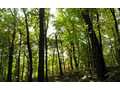 2.11 Acres &nbsp; Ellijay, Pickens County, Georgia  $59,000