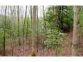 .56 Acres &nbsp; Blue Ridge, Fannin County, Georgia  $9,500