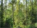 3330 Acres &nbsp; Maurepas, Livingston Parish, Louisiana  $5,827,500