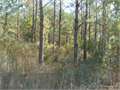 199 Acres &nbsp; Dayton, Liberty County, Texas  $417,900