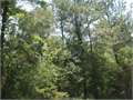 77 Acres &nbsp; BUSH, St. Tammany Parish, Louisiana  $176,594