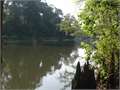 290 Acres &nbsp; BUSH, St. Tammany Parish, Louisiana  $435,000