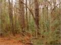 25 Acres &nbsp; Jayess, Walthall County, Mississippi  $82,500