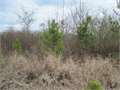 37 Acres &nbsp; Hamburg, Ashley County, Arkansas  $59,200